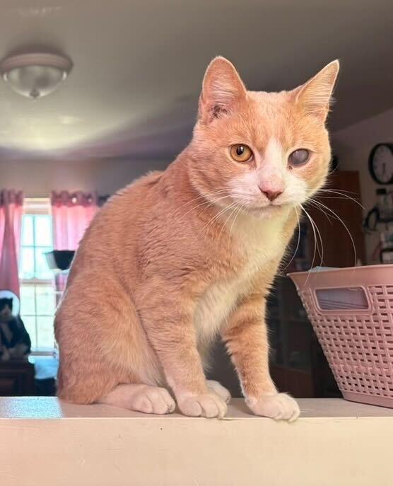 Guy from Fahrenheit 451, a ADOPTABLE Domestic Short Hair in Long Island City, NY image 2/6
