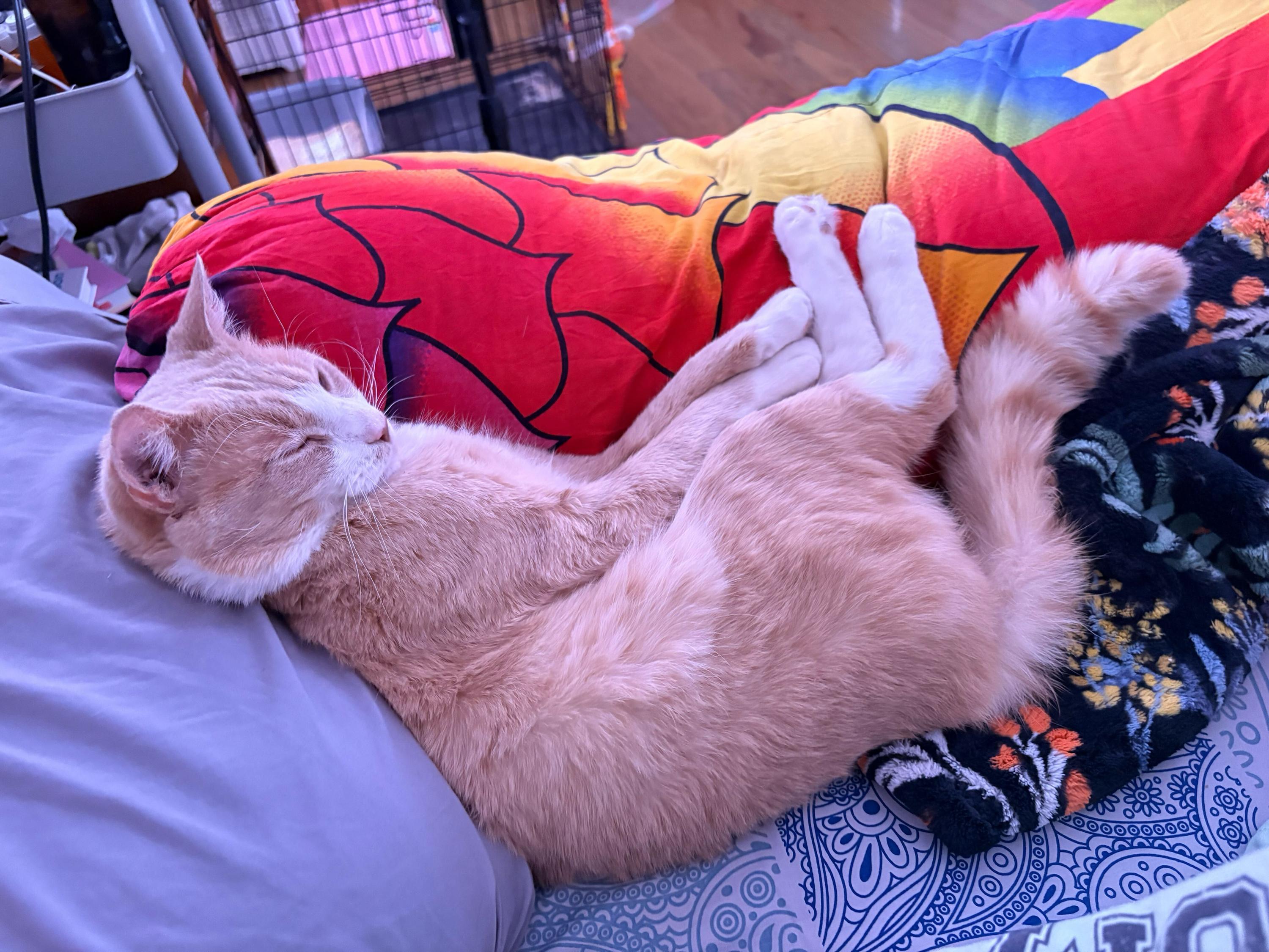 Guy from Fahrenheit 451, a ADOPTABLE Domestic Short Hair in Long Island City, NY image 5/6