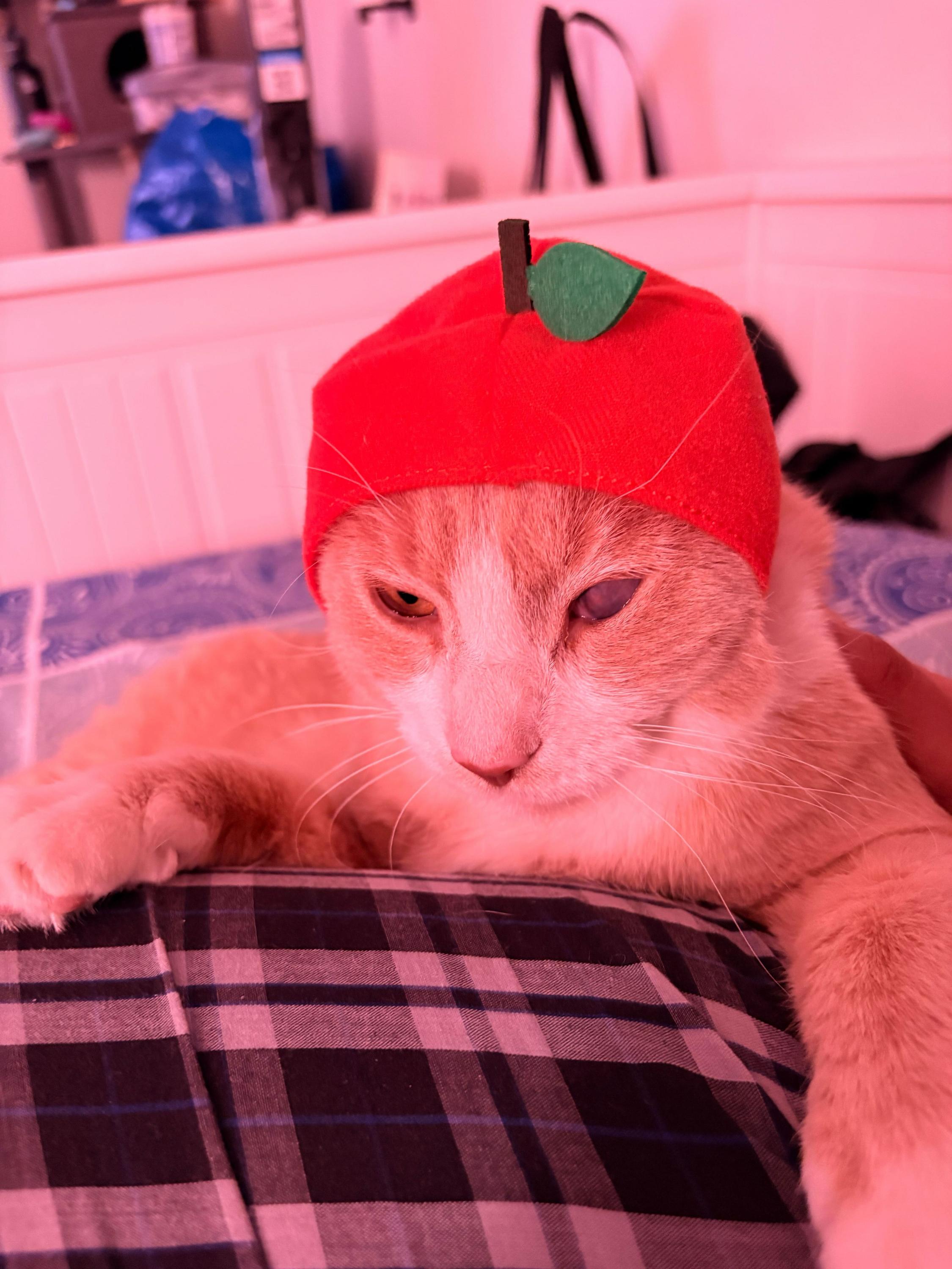 Guy from Fahrenheit 451, a ADOPTABLE Domestic Short Hair in Long Island City, NY image 4/6