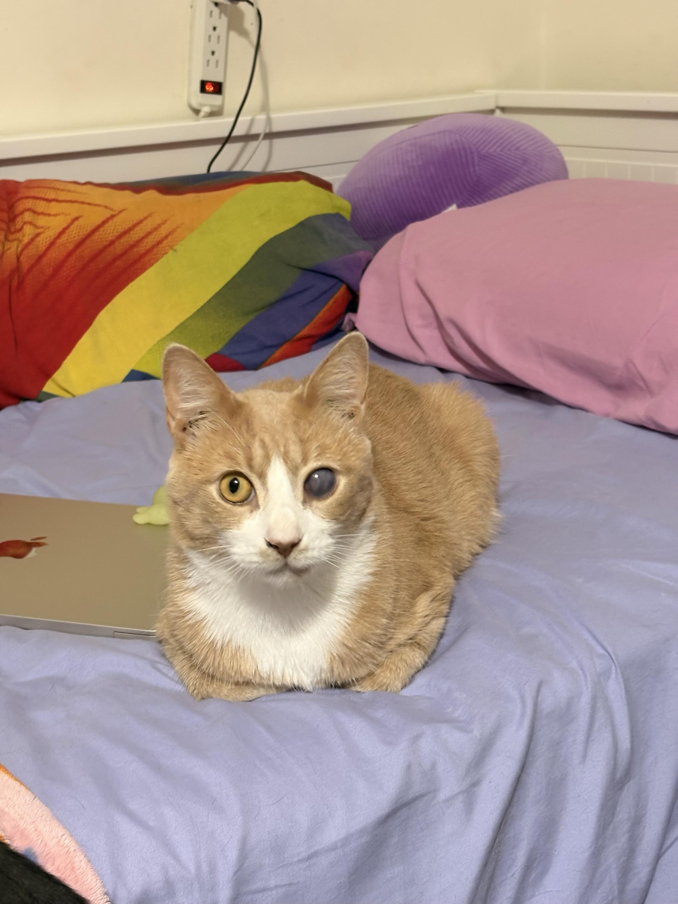 OG Guy-nunoby, a ADOPTABLE Domestic Short Hair in Long Island City, NY image 6/6