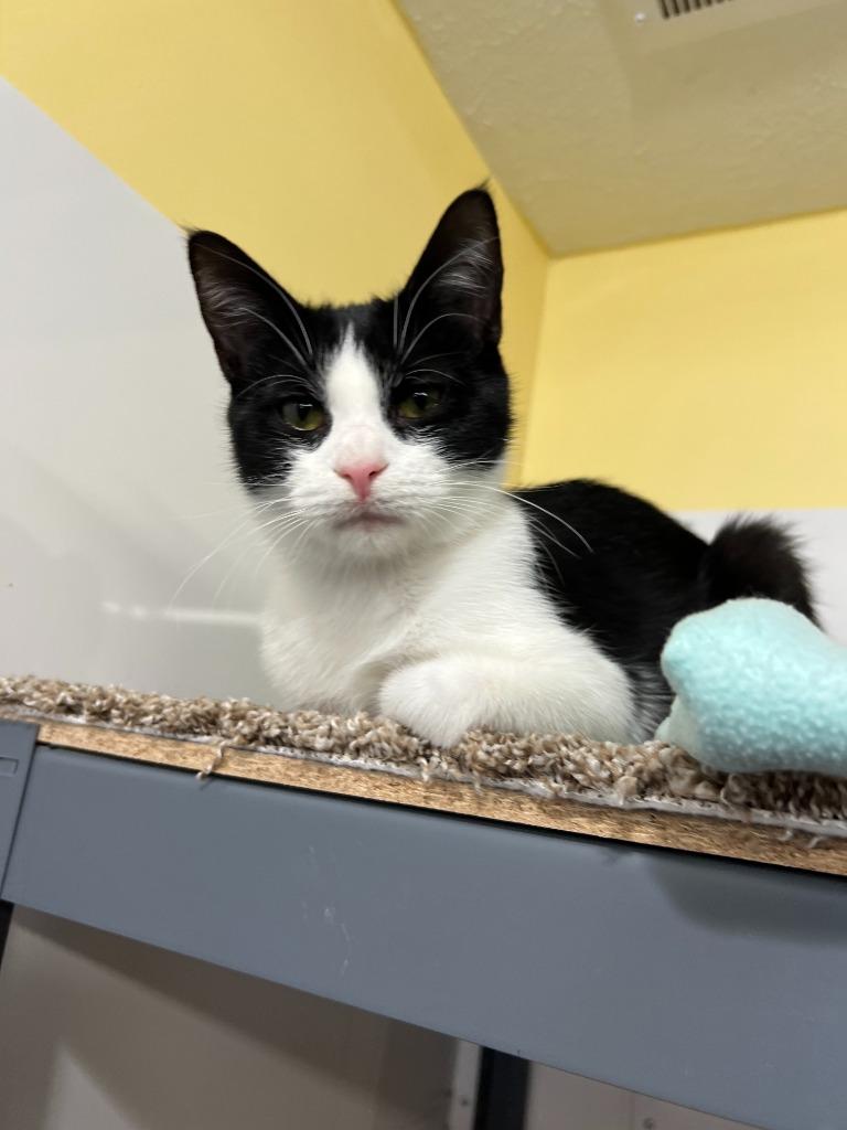 Kipper, Adoptable, Adult Male Domestic Short Hair.