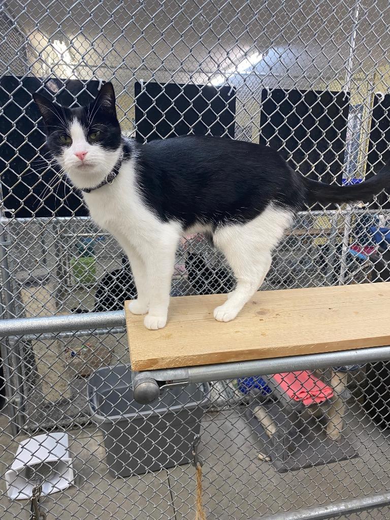 Enlarge Kipper, a Adoptable mixed breed in Syracuse, IN image 2/4