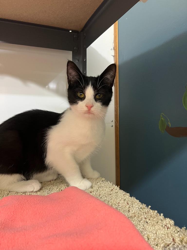 Enlarge Kipper, a Adoptable mixed breed in Syracuse, IN image 3/4