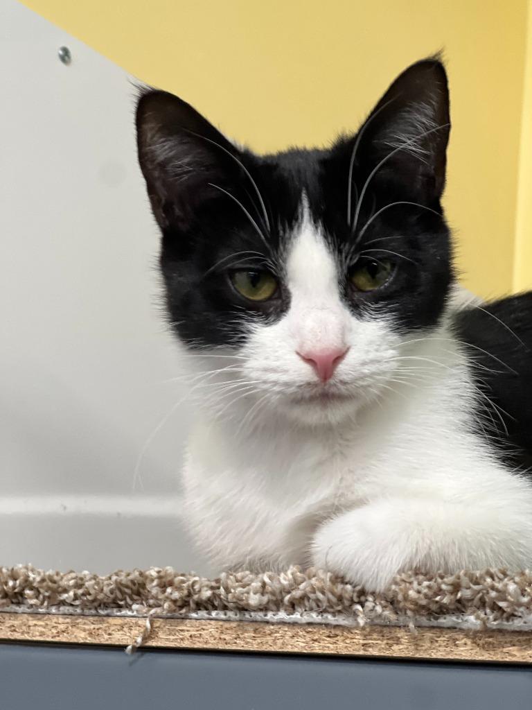 Enlarge Kipper, a Adoptable mixed breed in Syracuse, IN image 4/4