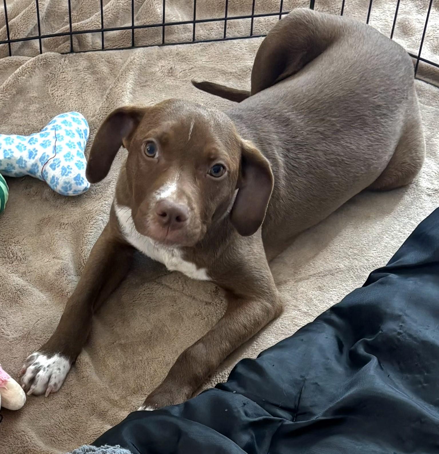 Enlarge Nacho 0288, an adoptable Mixed Breed in Boca Raton, FL image 1/1