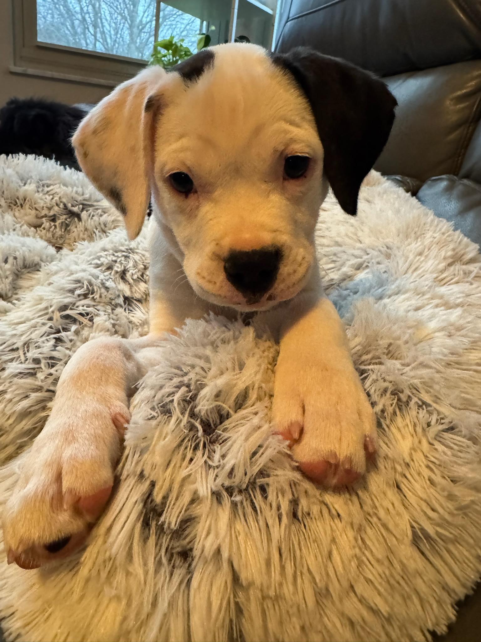 Enlarge Martini, a Adoptable mixed breed in Plain City, OH image 1/6