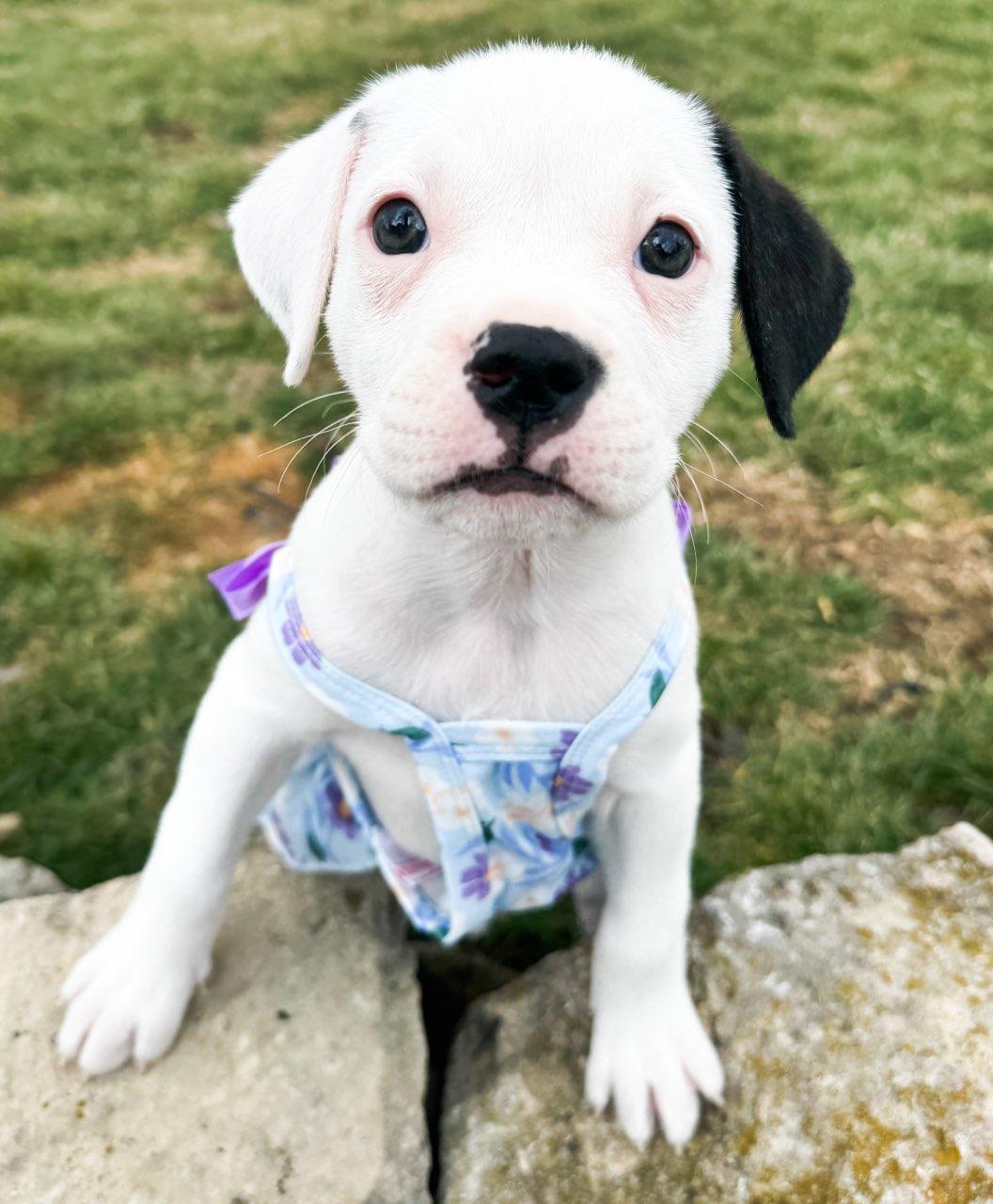 Enlarge Martini, a Adoptable mixed breed in Plain City, OH image 2/6