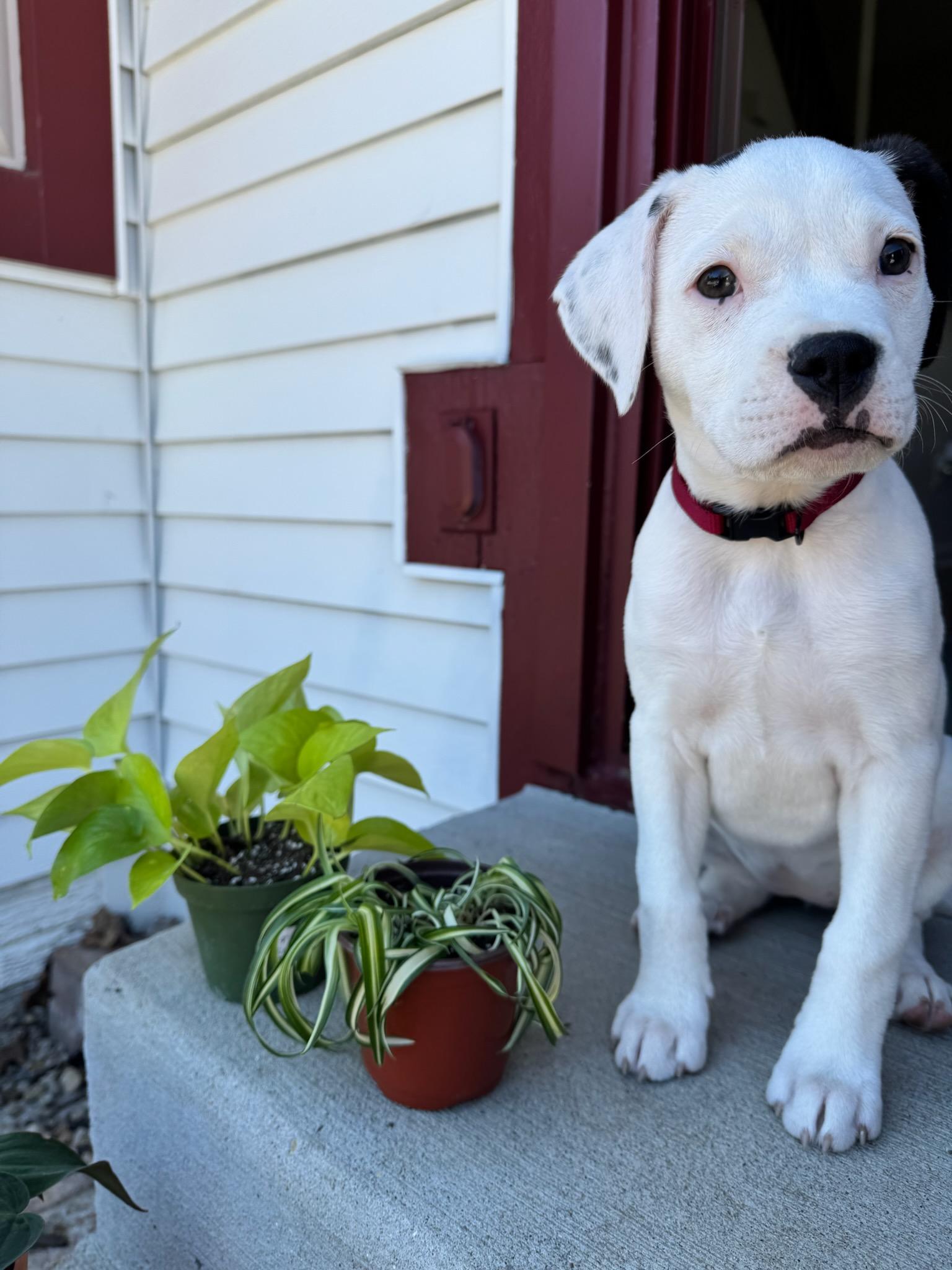 Enlarge Martini, a Adoptable mixed breed in Plain City, OH image 3/6