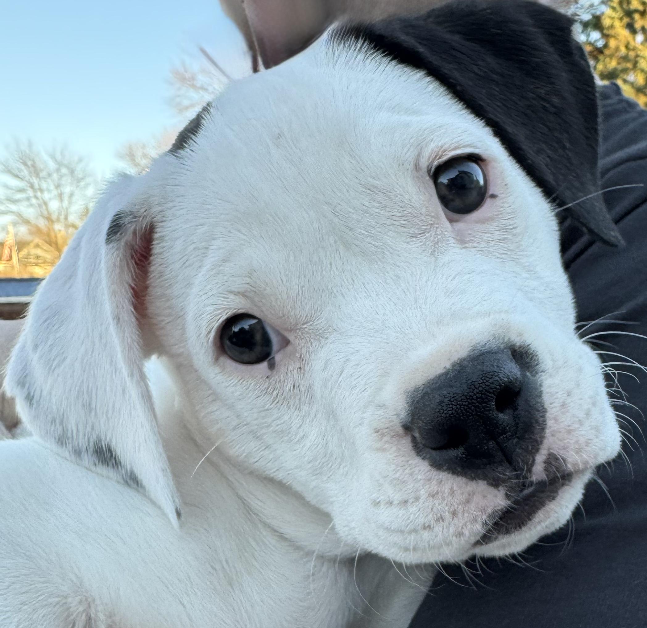 Enlarge Martini, a Adoptable mixed breed in Plain City, OH image 4/6