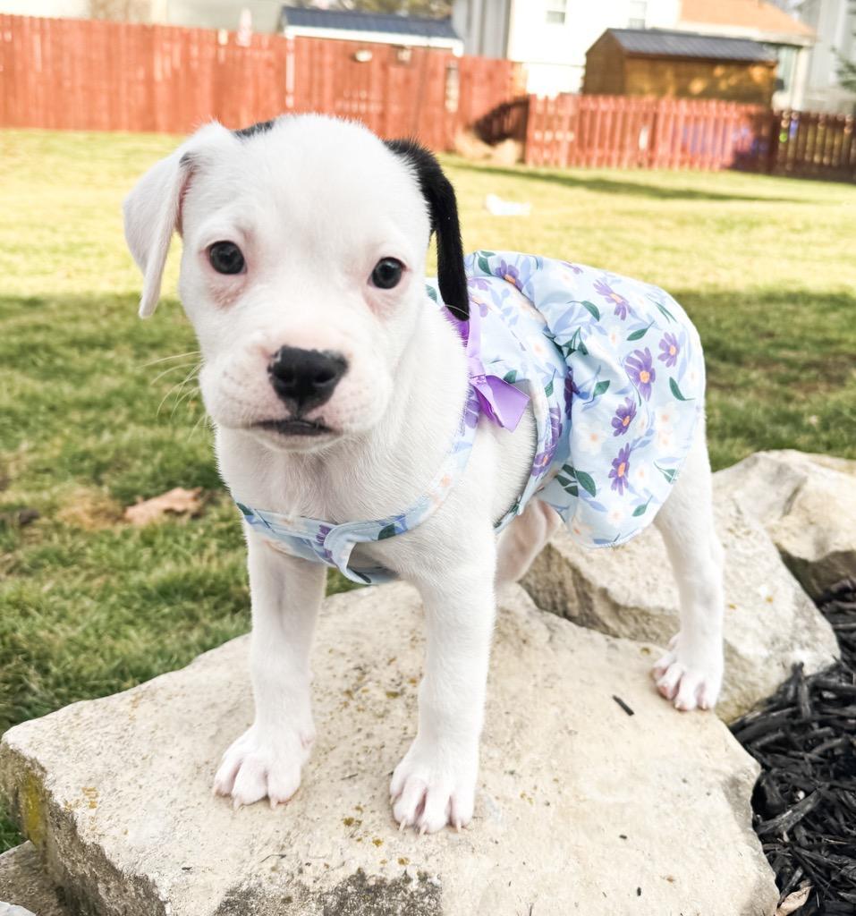 Enlarge Martini, a Adoptable mixed breed in Plain City, OH image 5/6