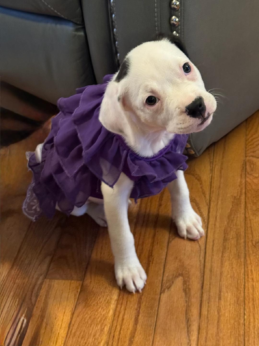 Enlarge Martini, a Adoptable mixed breed in Plain City, OH image 6/6