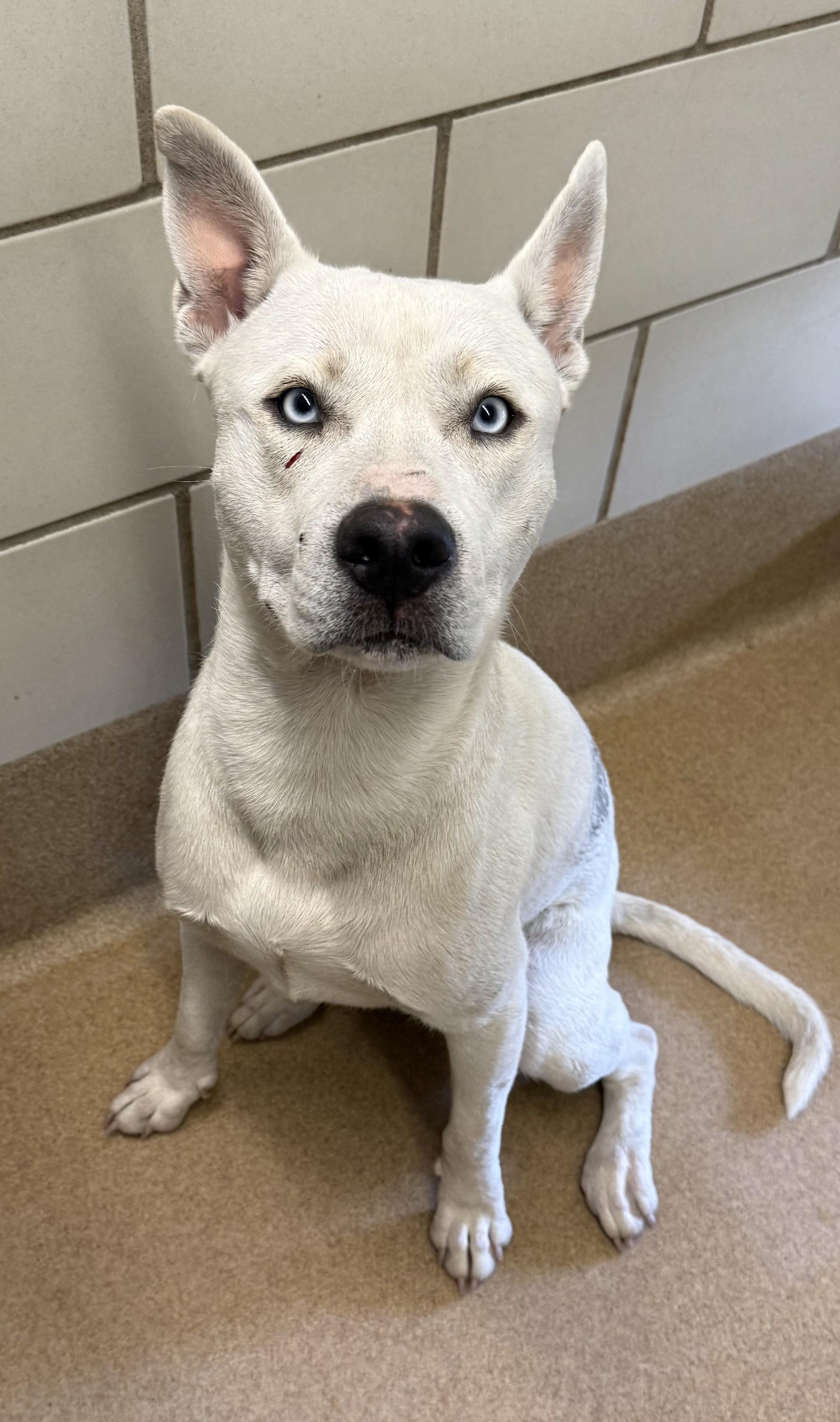 Kaspar, Adoptable, Adult Female American Staffordshire Terrier & Mixed Breed.