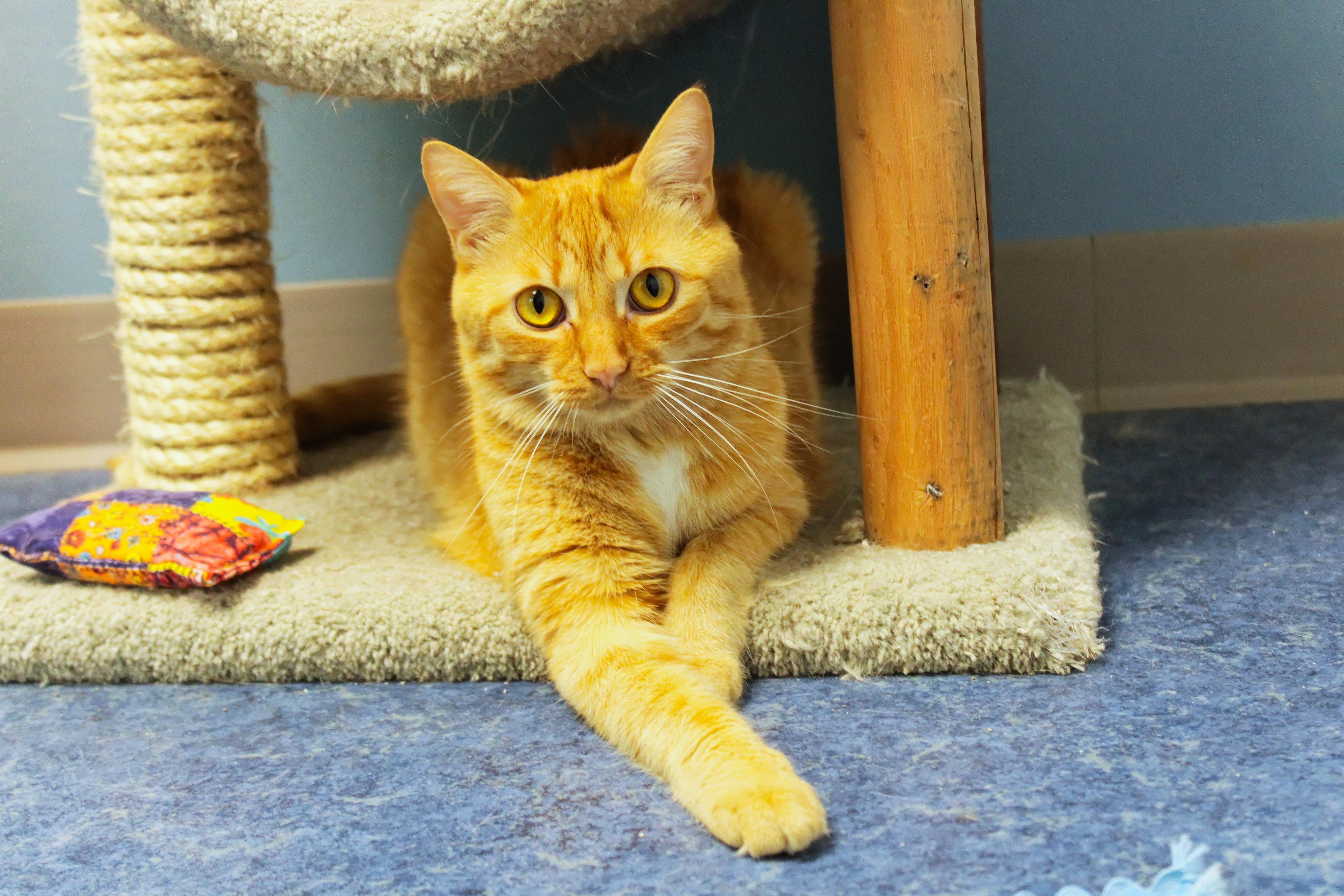 Dodge, a Adoptable Domestic Short Hair in Urbana, OH image 1/6