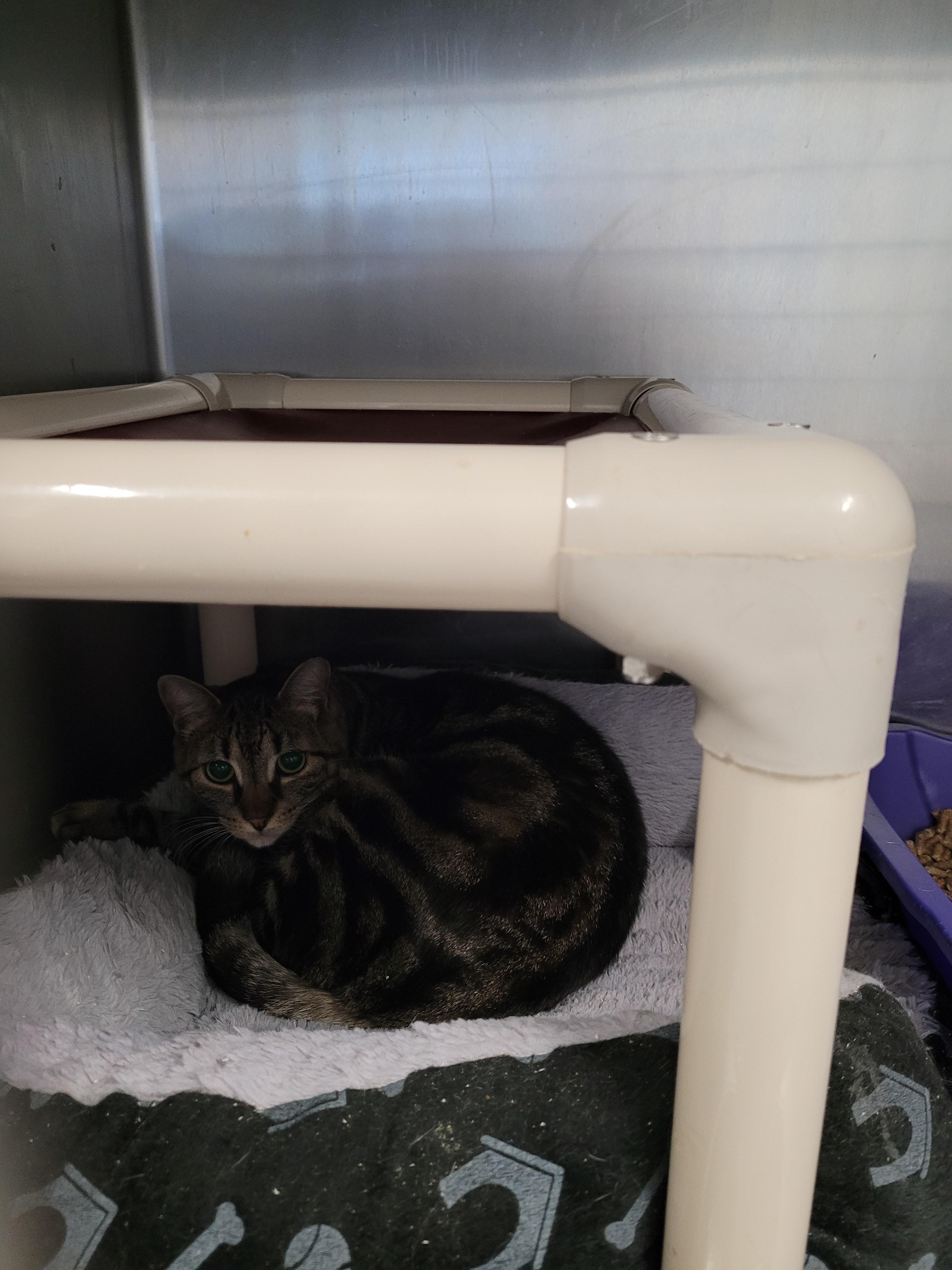 Enlarge Rezza, a ADOPTABLE Domestic Short Hair in North Attleboro, MA image 4/4