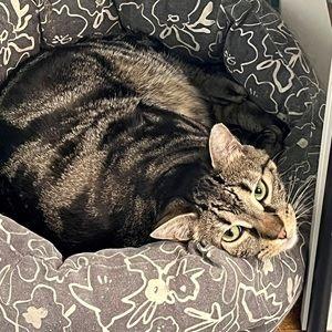 Rezza, ADOPTABLE, Adult Male Domestic Short Hair.