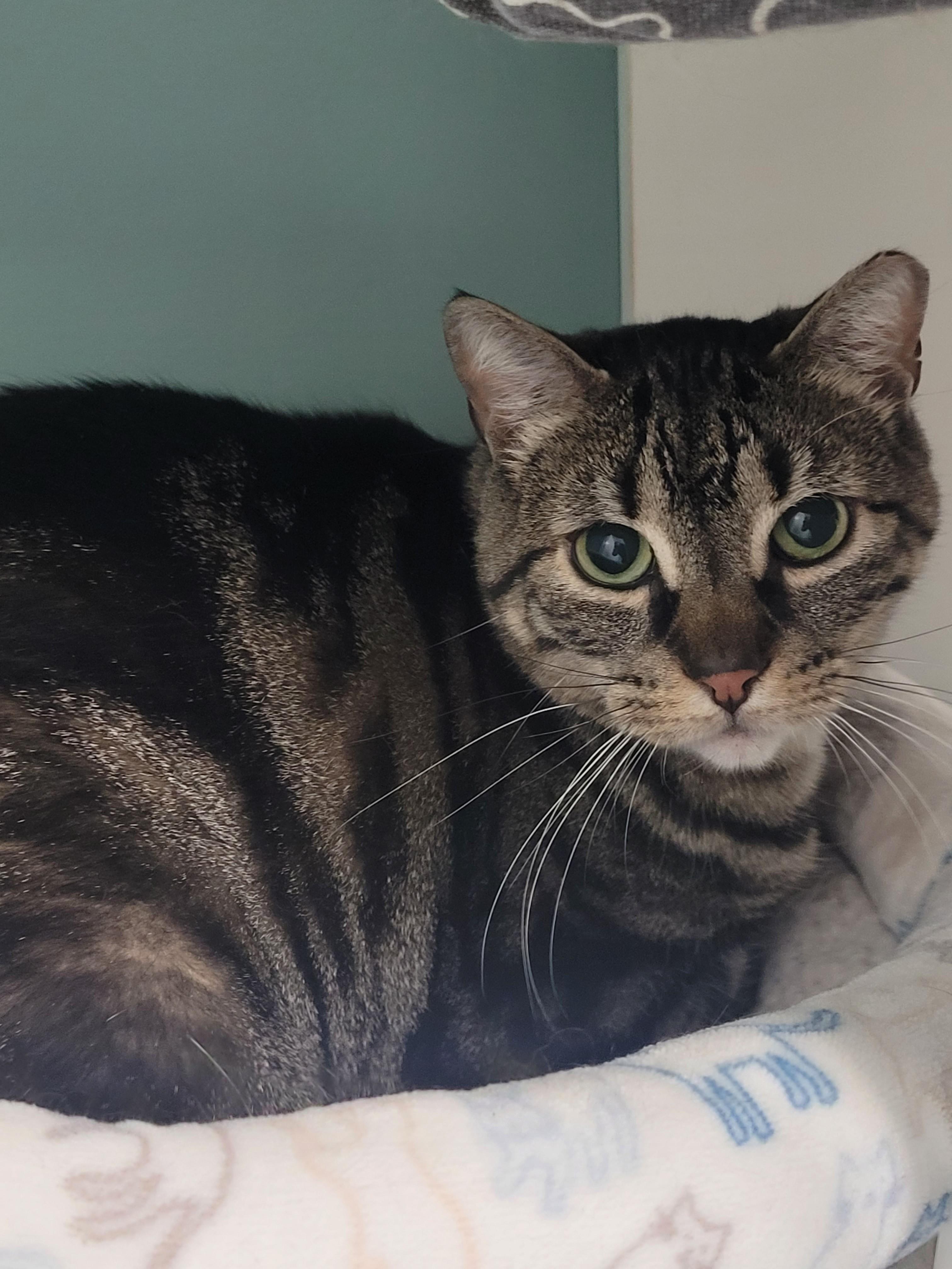 Rezza, ADOPTABLE, Adult Male Domestic Short Hair.