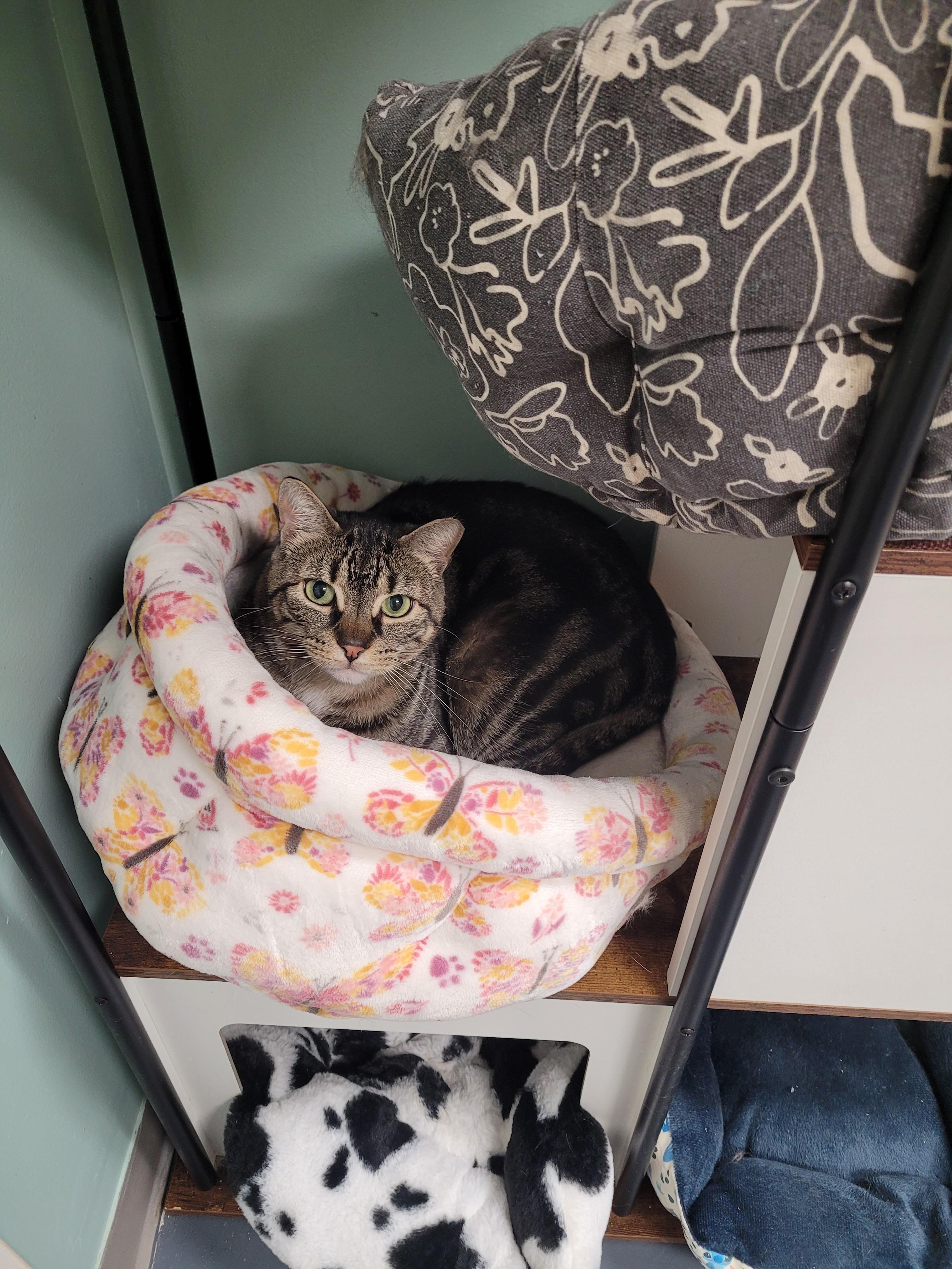 Enlarge Rezza, a ADOPTABLE Domestic Short Hair in North Attleboro, MA image 2/4