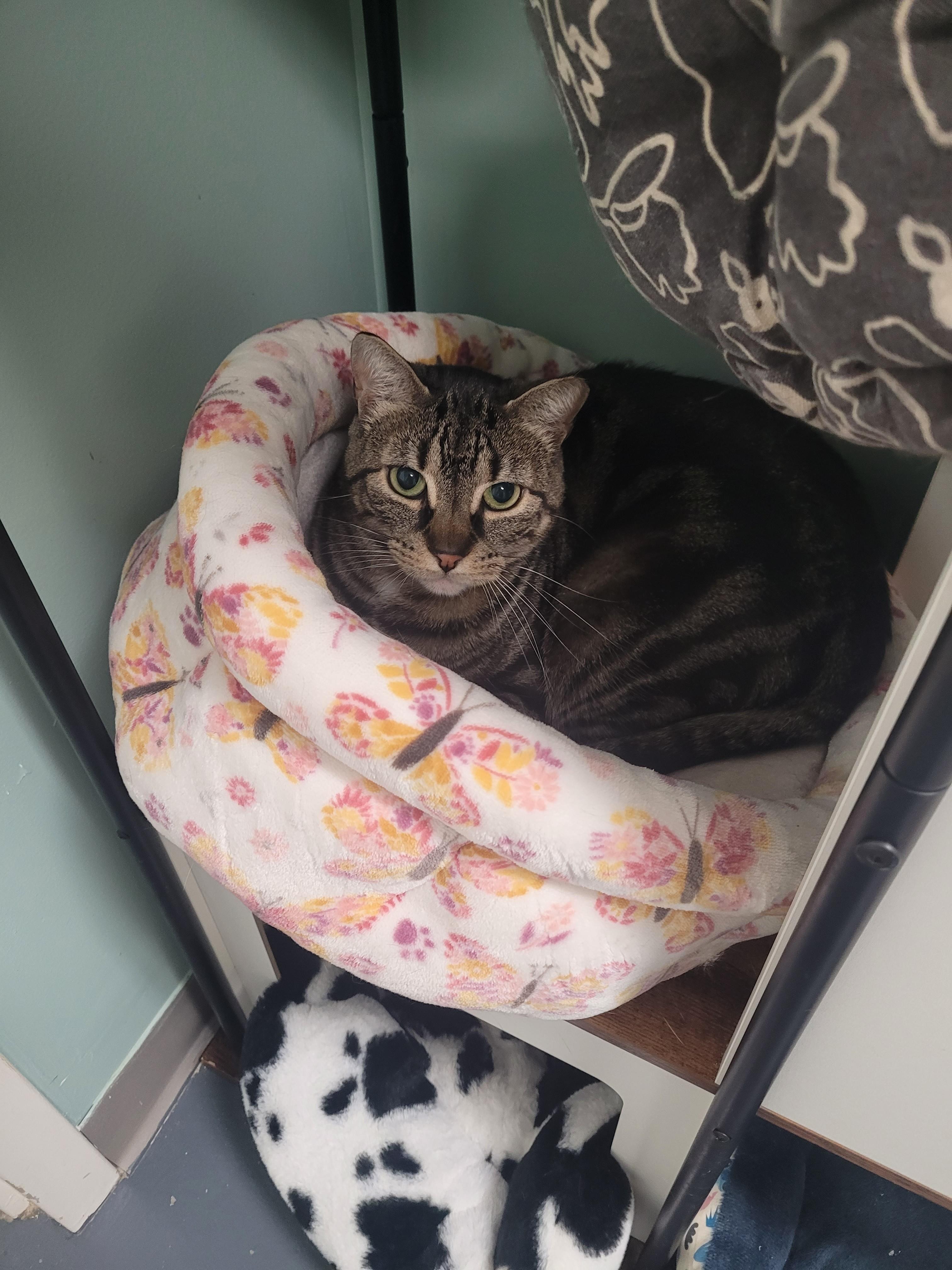 Enlarge Rezza, a ADOPTABLE Domestic Short Hair in North Attleboro, MA image 3/4