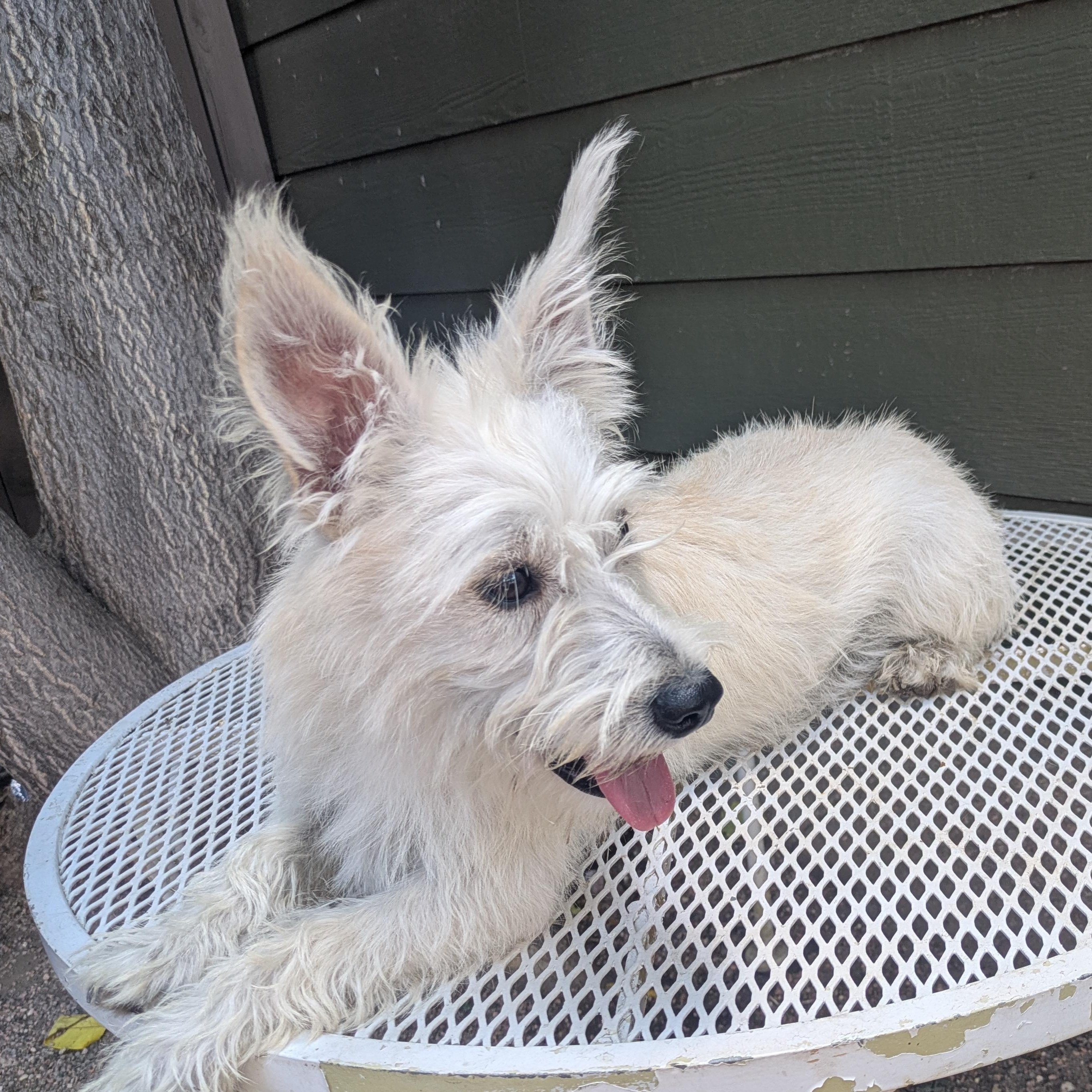 Enlarge Nicky, a Adopted mixed breed in Denver, CO image 2/4