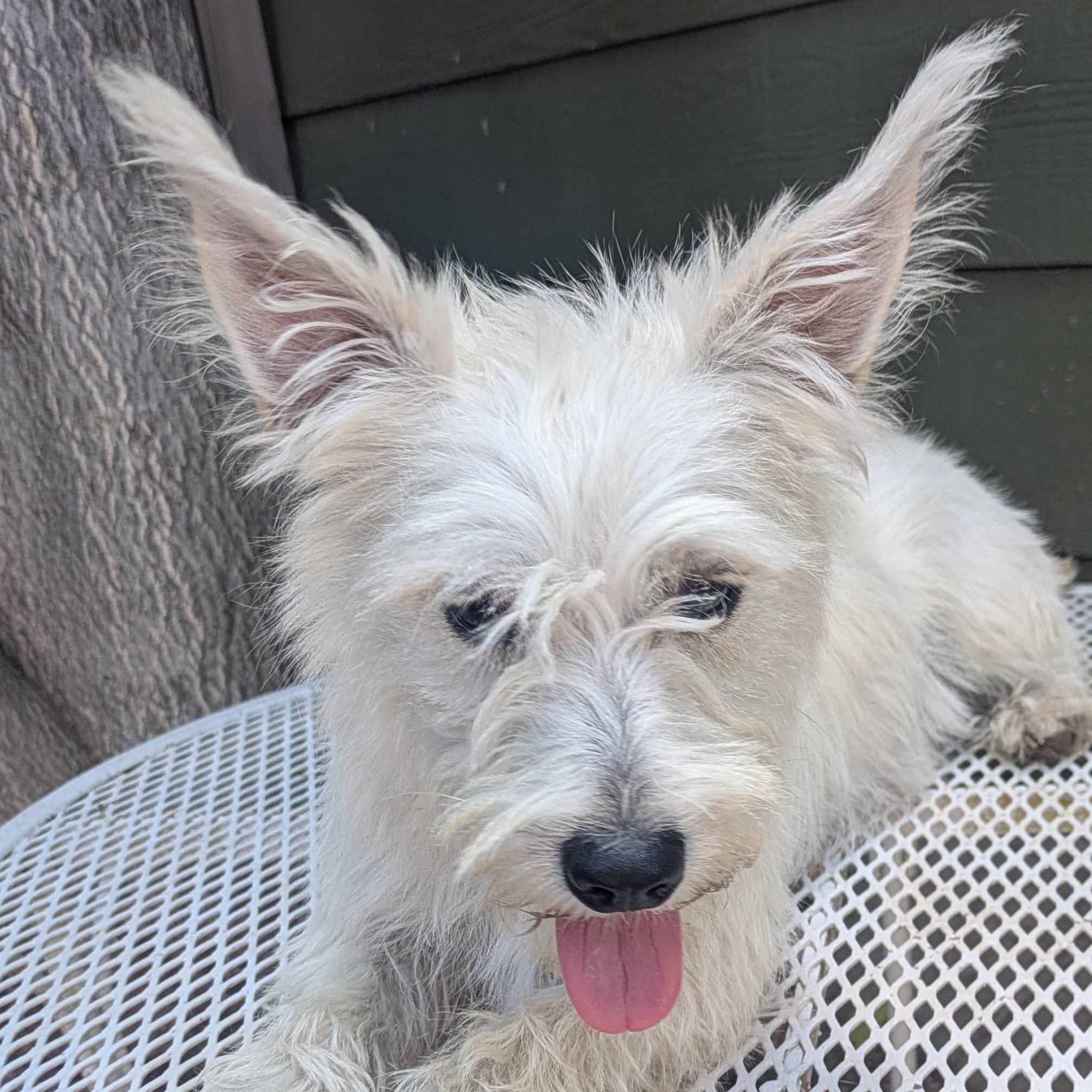 Enlarge Nicky, a Adopted mixed breed in Denver, CO image 3/4