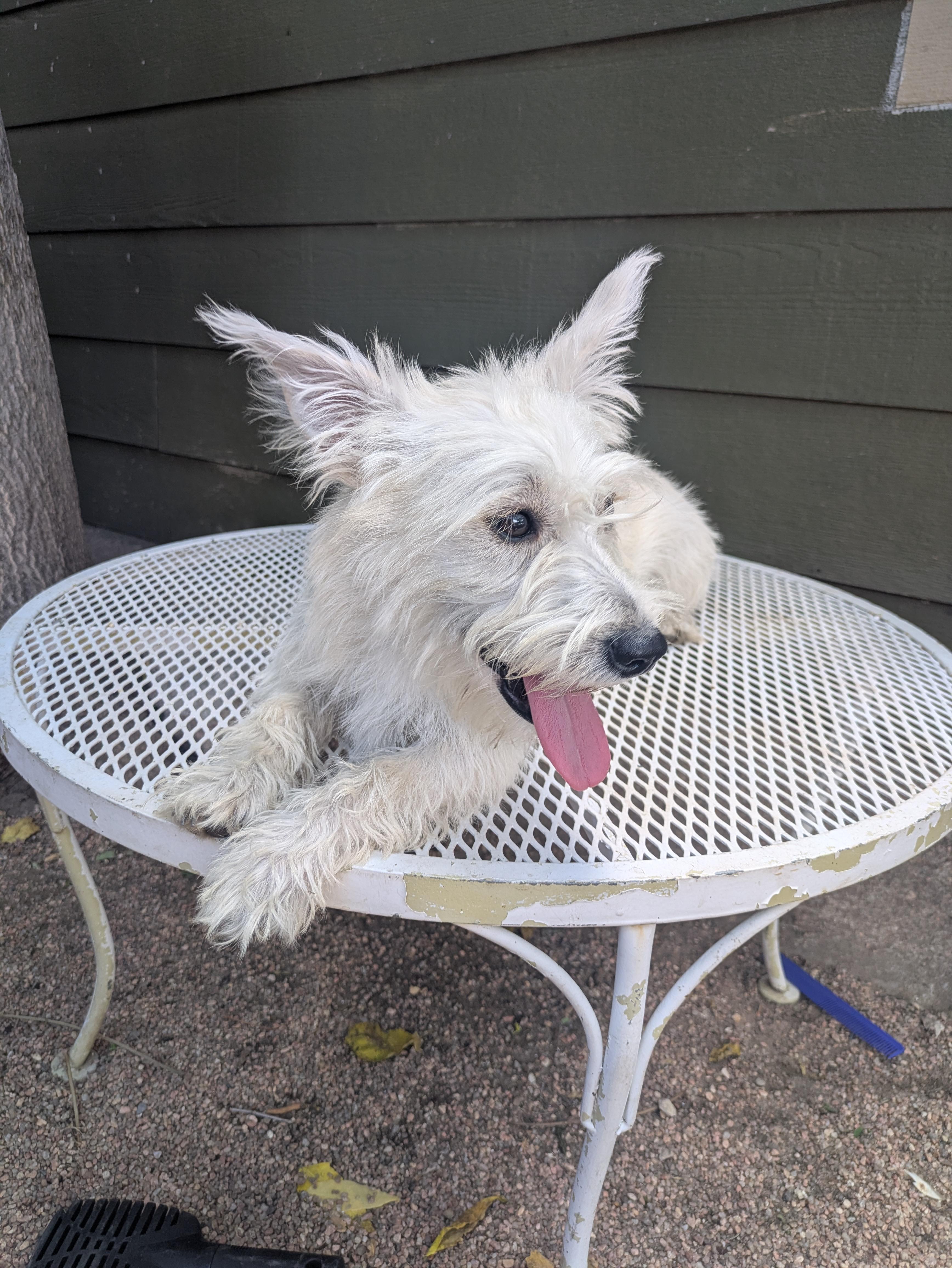 Enlarge Nicky, a Adopted mixed breed in Denver, CO image 4/4