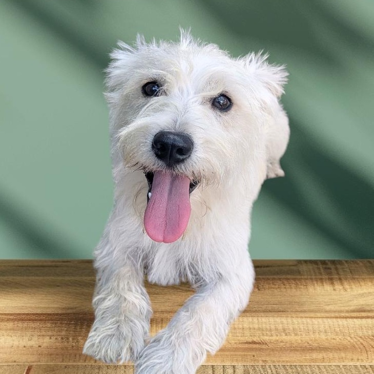 Nicky, Adopted, Young Female Scottish Terrier & West Highland White Terrier / Westie.