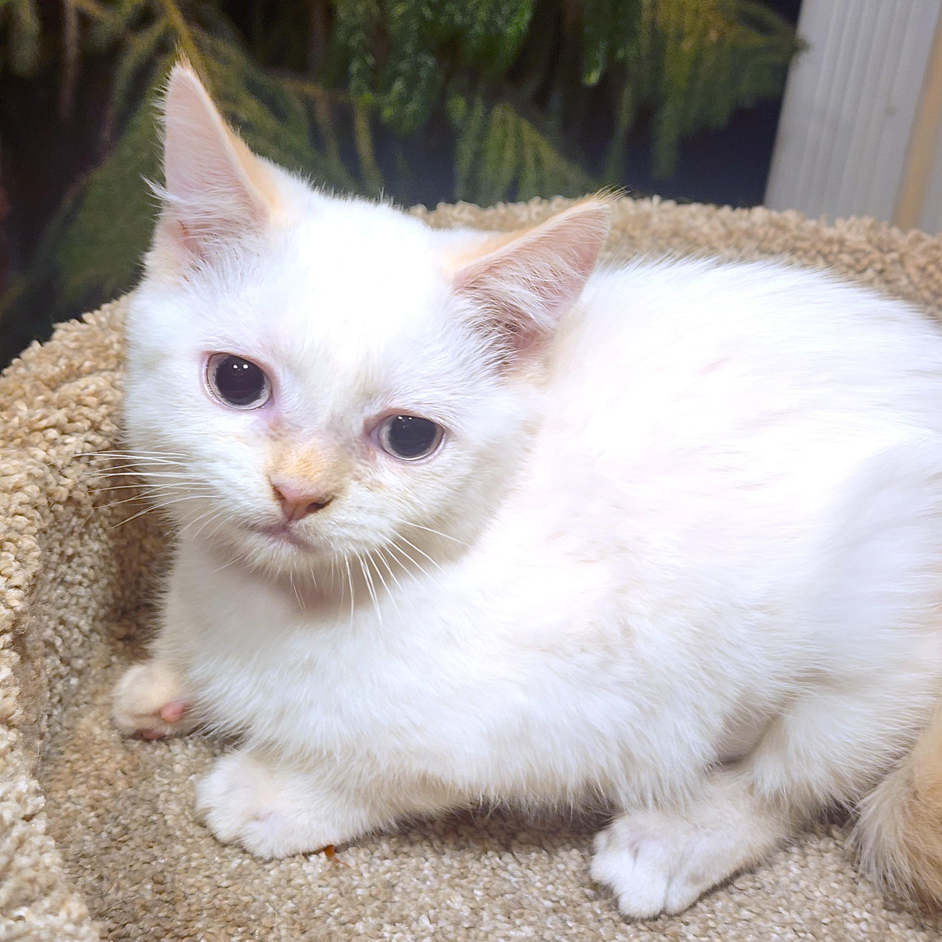 Enlarge MARVELOUS MOPSY - FLAME POINT GIRL!, an adopted Siamese in Danbury, CT image 6/6