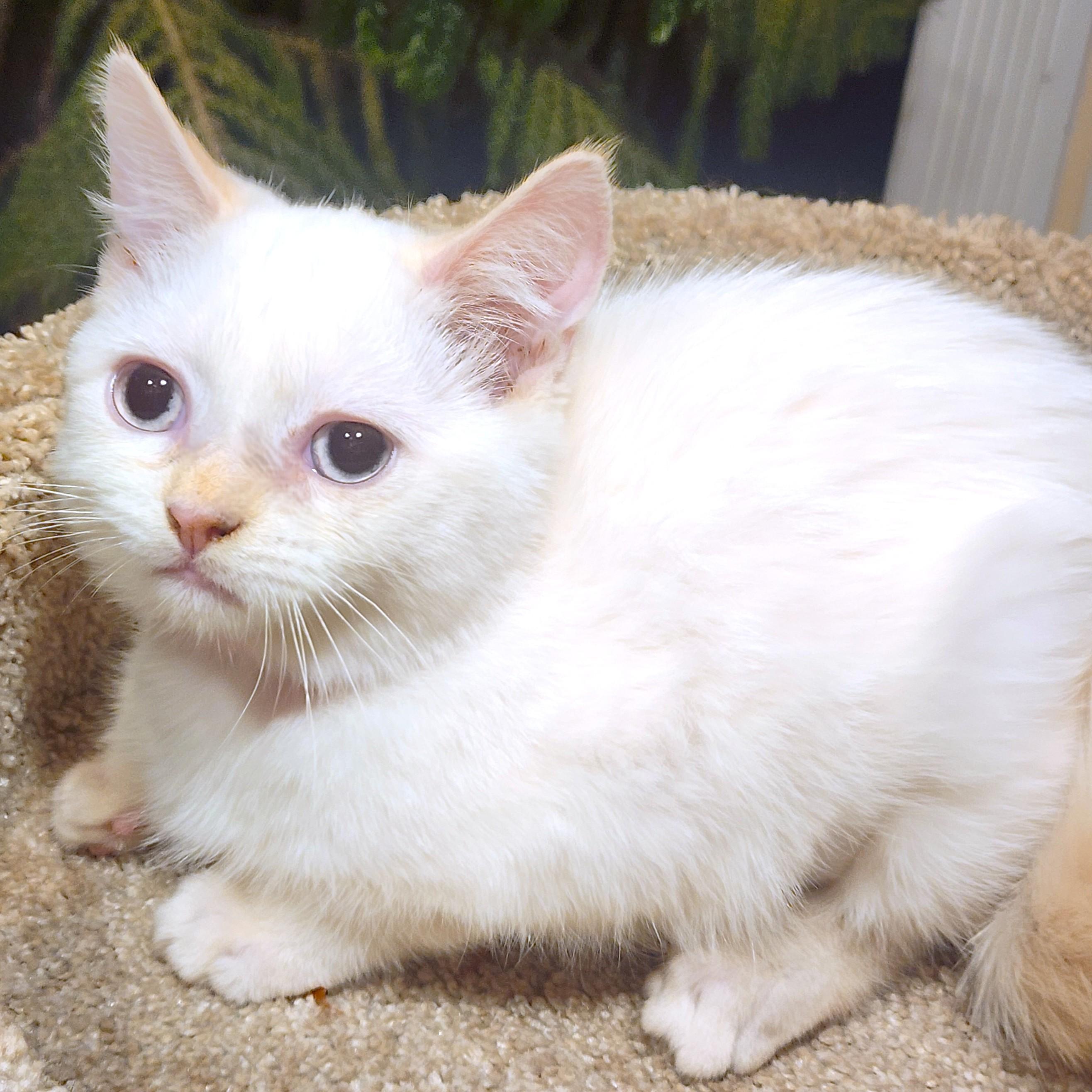 Enlarge MARVELOUS MOPSY - FLAME POINT GIRL!, an adopted Siamese in Danbury, CT image 1/6