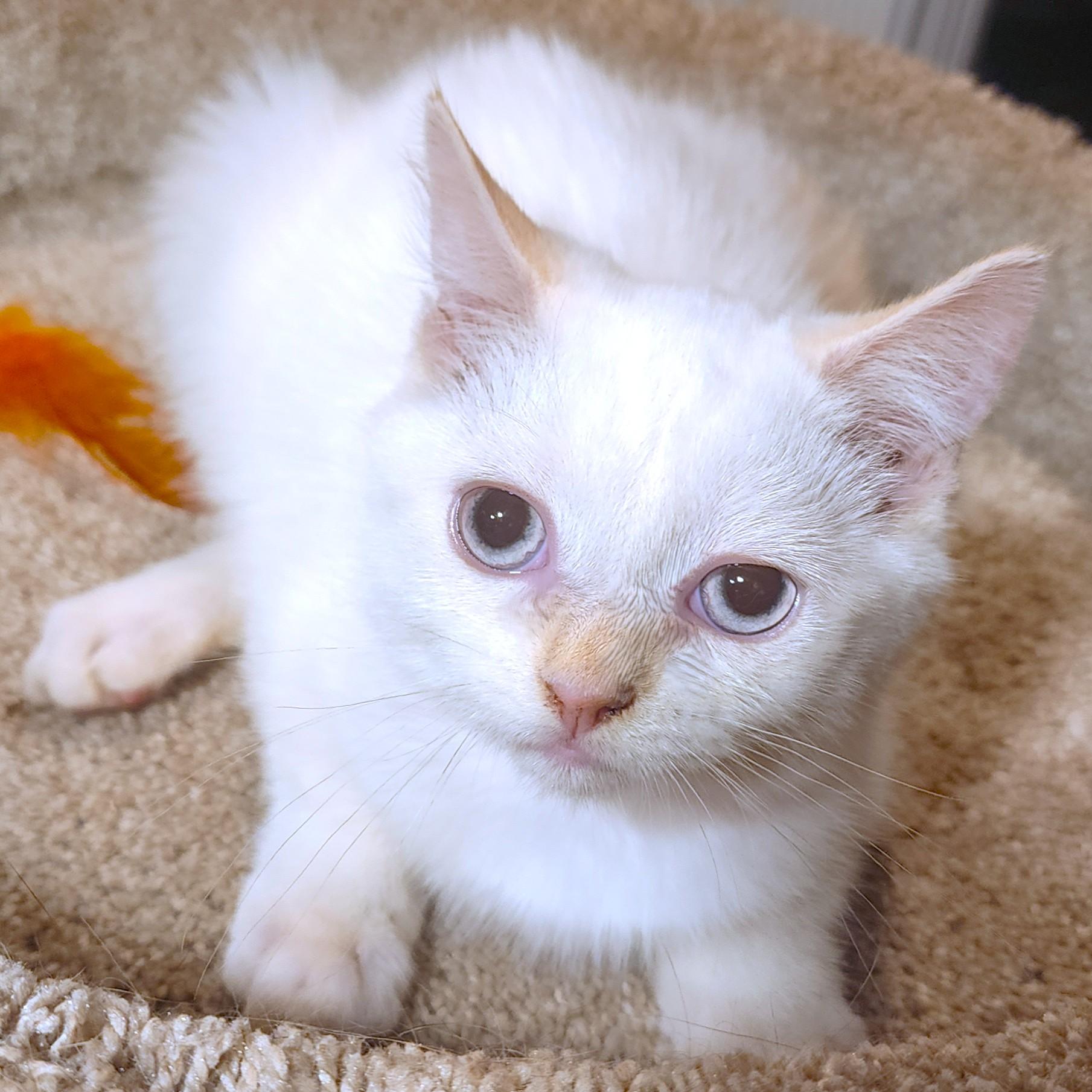Enlarge MARVELOUS MOPSY - FLAME POINT GIRL!, an adopted Siamese in Danbury, CT image 3/6