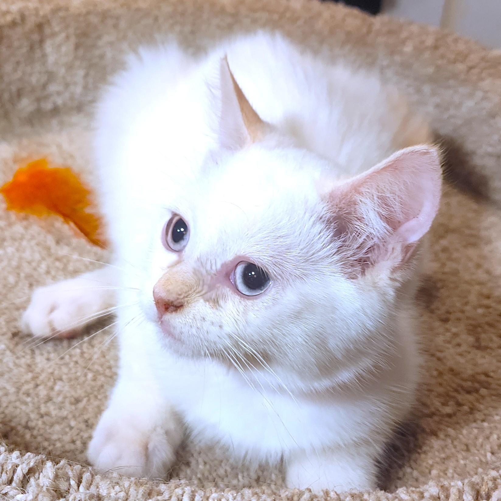 Enlarge MARVELOUS MOPSY - FLAME POINT GIRL!, an adopted Siamese in Danbury, CT image 4/6