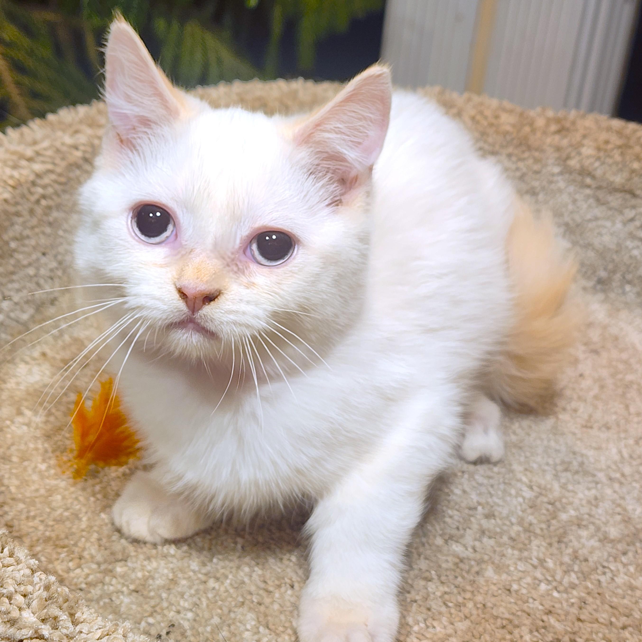 Enlarge MARVELOUS MOPSY - FLAME POINT GIRL!, an adopted Siamese in Danbury, CT image 2/6