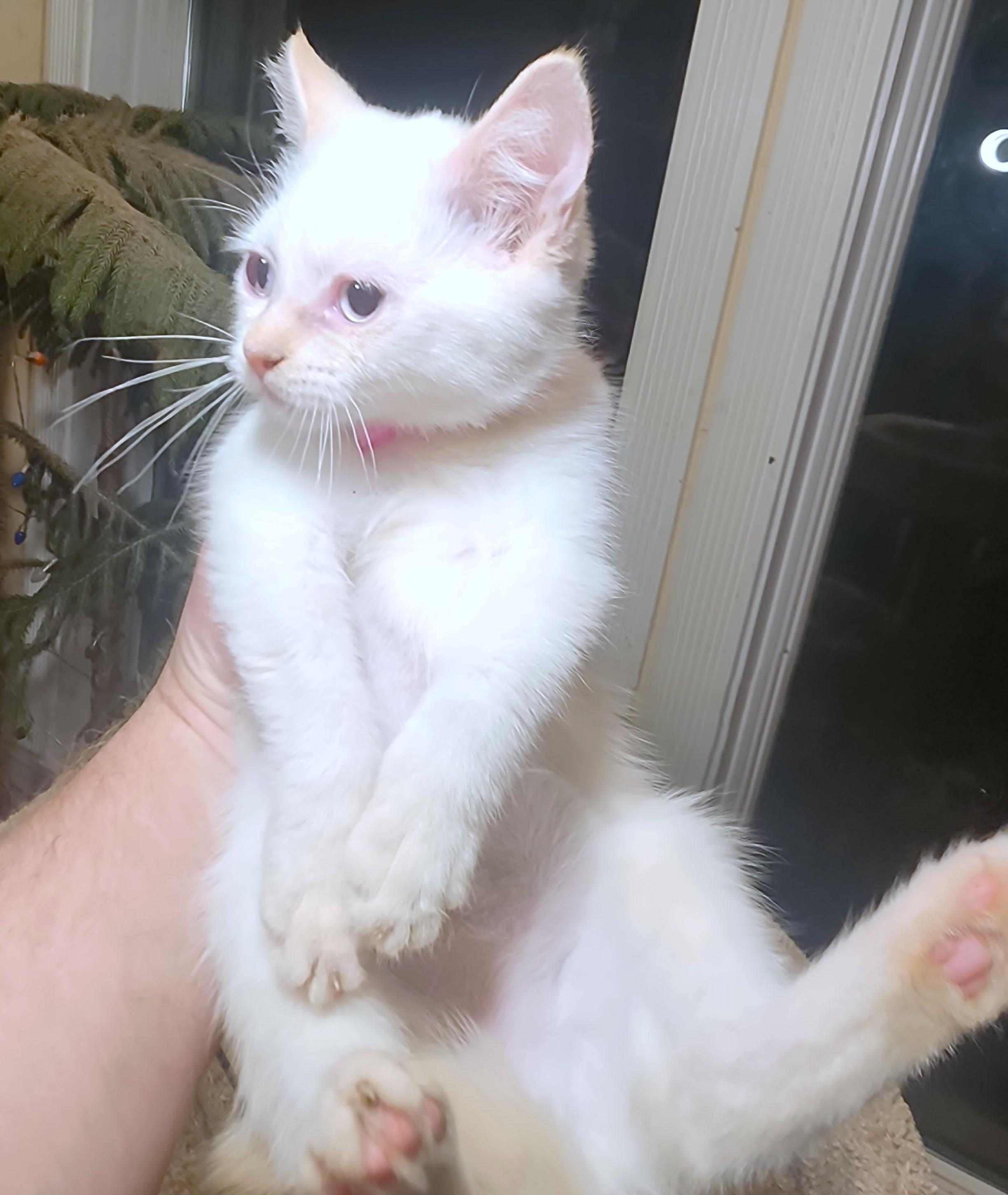 Enlarge MARVELOUS MOPSY - FLAME POINT GIRL!, an adopted Siamese in Danbury, CT image 5/6