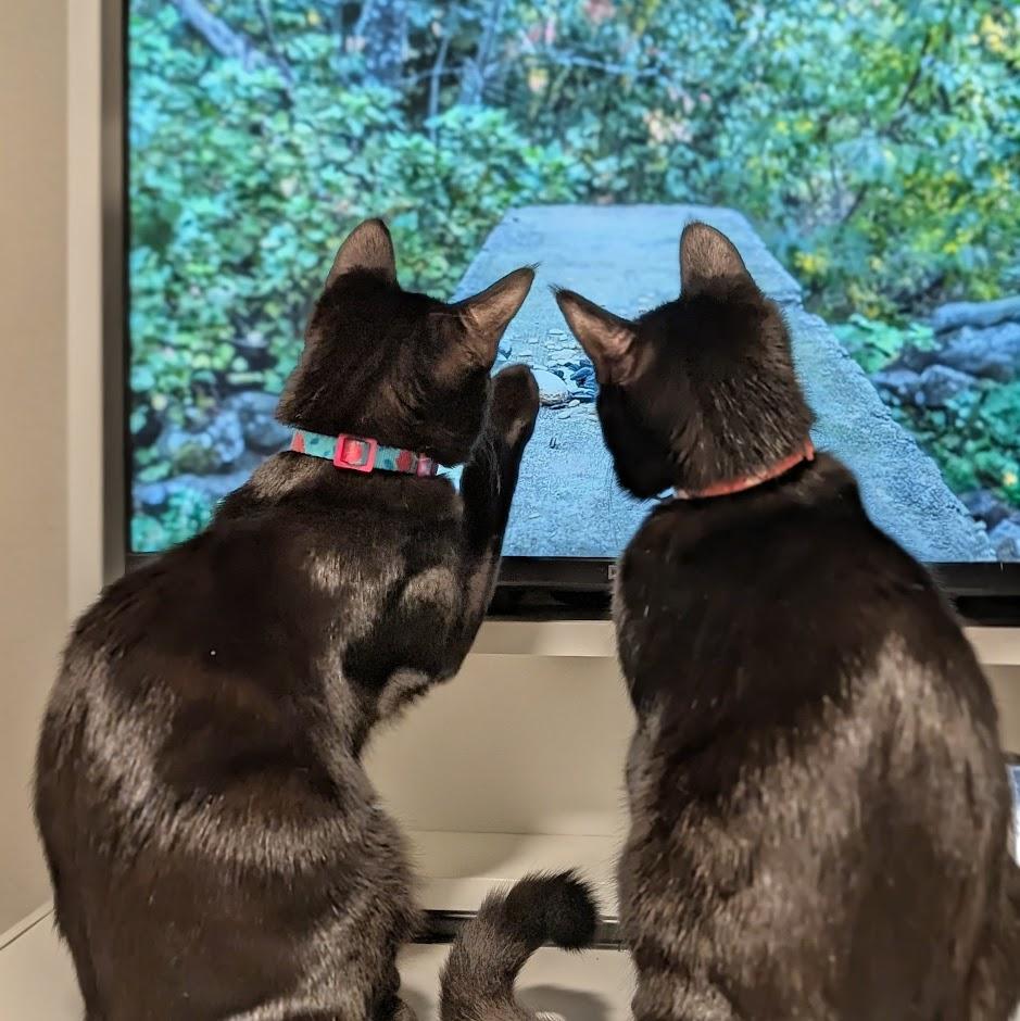 Sapphire bonded to Amethyst - Elder Kitten Discount Adoption Fee, a Adoptable Domestic Short Hair in Portland, OR image 4/6