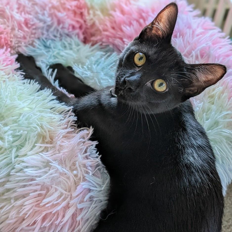 Sapphire bonded to Amethyst - Elder Kitten Discount Adoption Fee