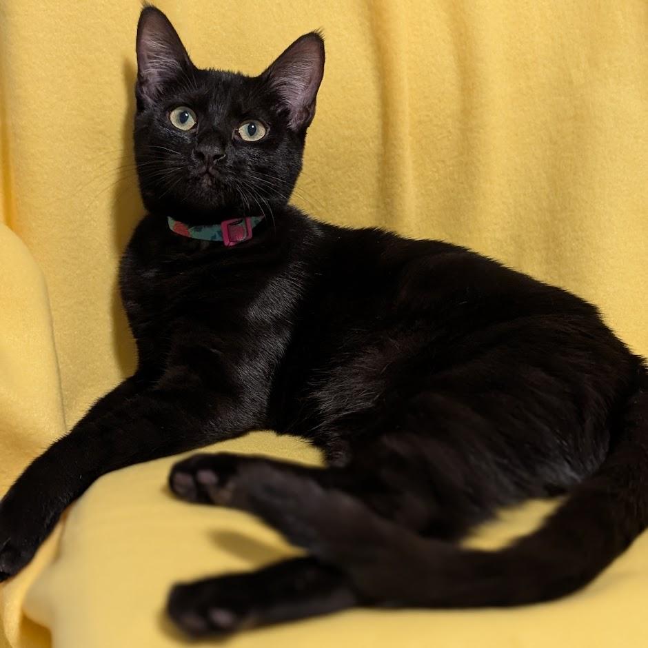 Sapphire bonded to Amethyst - Elder Kitten Discount Adoption Fee