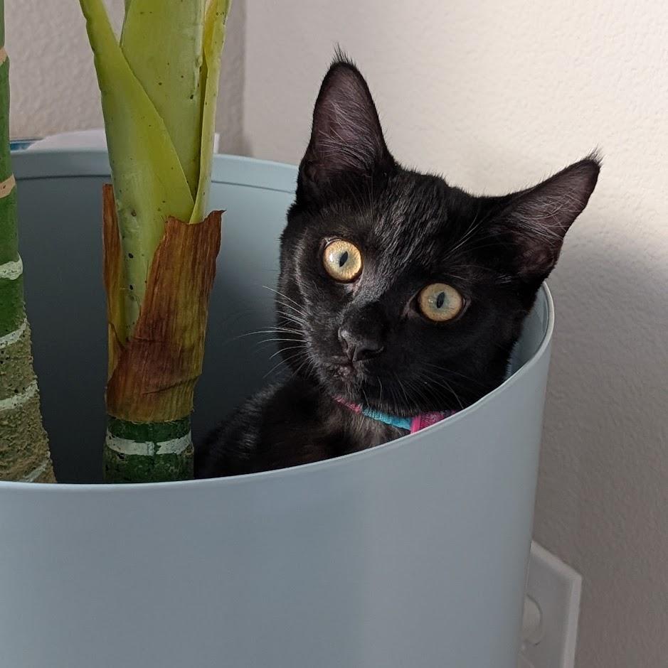 Sapphire bonded to Amethyst - Elder Kitten Discount Adoption Fee, a Adoptable Domestic Short Hair in Portland, OR image 2/6