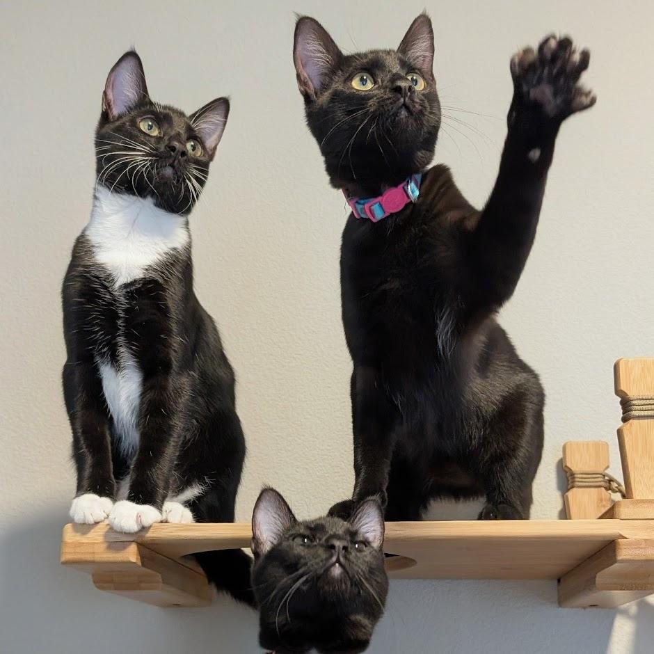 Sapphire bonded to Amethyst - Elder Kitten Discount Adoption Fee