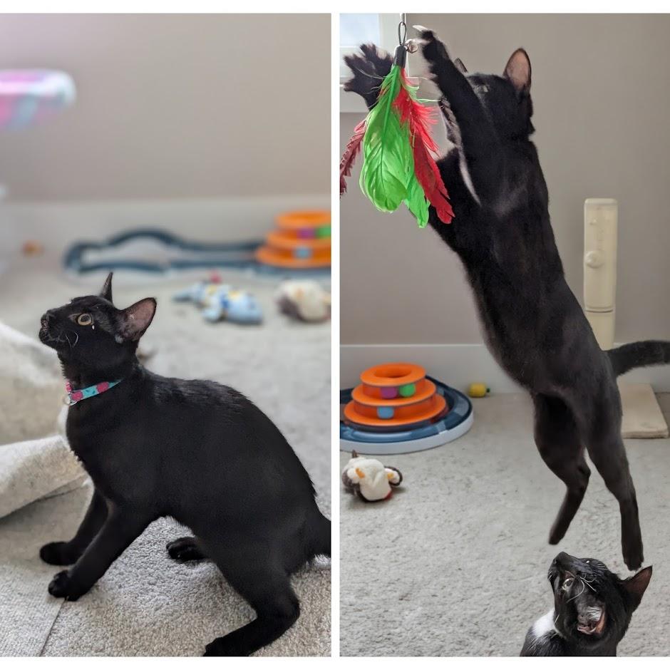 Sapphire bonded to Amethyst - Elder Kitten Discount Adoption Fee