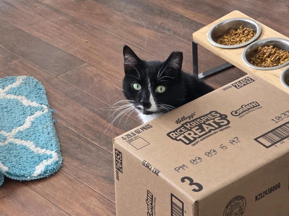 Percy Pallas, Adoptable, Adult Male Domestic Short Hair.