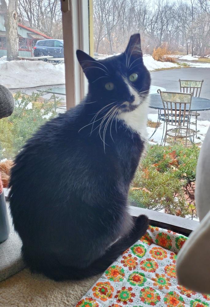 Percy Pallas, a Adoptable Domestic Short Hair in Skippack, PA image 1/4