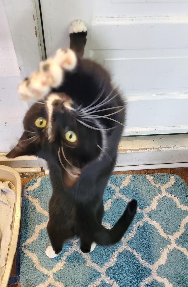 Percy Pallas, a Adoptable Domestic Short Hair in Skippack, PA image 2/4