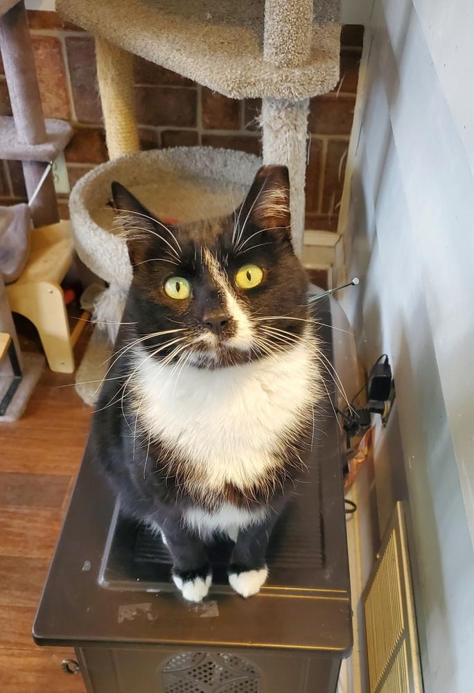 Percy Pallas, a Adoptable Domestic Short Hair in Skippack, PA image 3/4