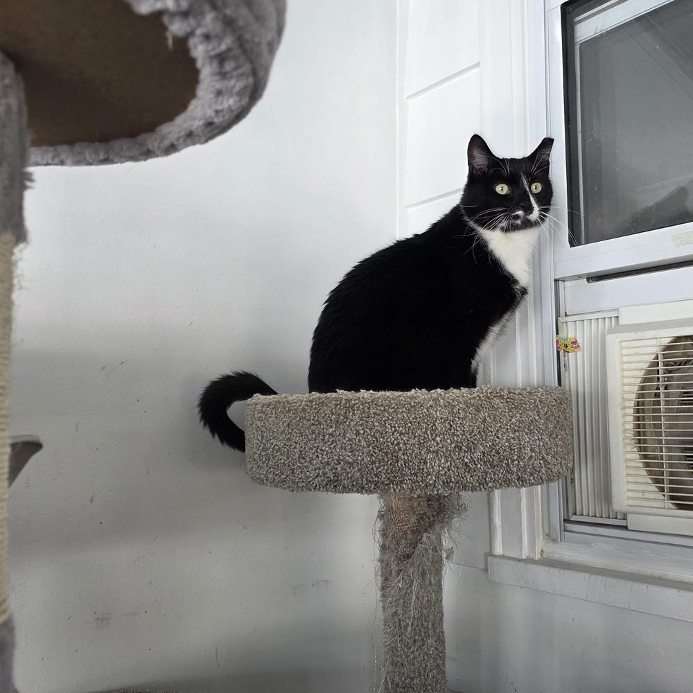 Percy Pallas, a Adoptable Domestic Short Hair in Skippack, PA image 4/4