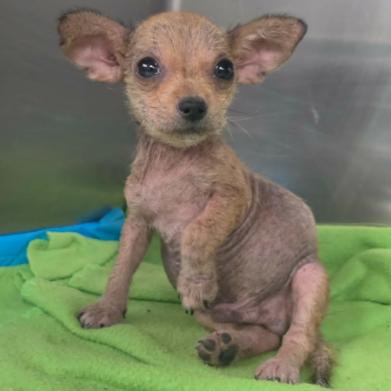 Enlarge Houston, a Adoptable mixed breed in Fort Collins, CO image 2/6