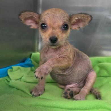 Enlarge Houston, a Adoptable mixed breed in Fort Collins, CO image 5/6