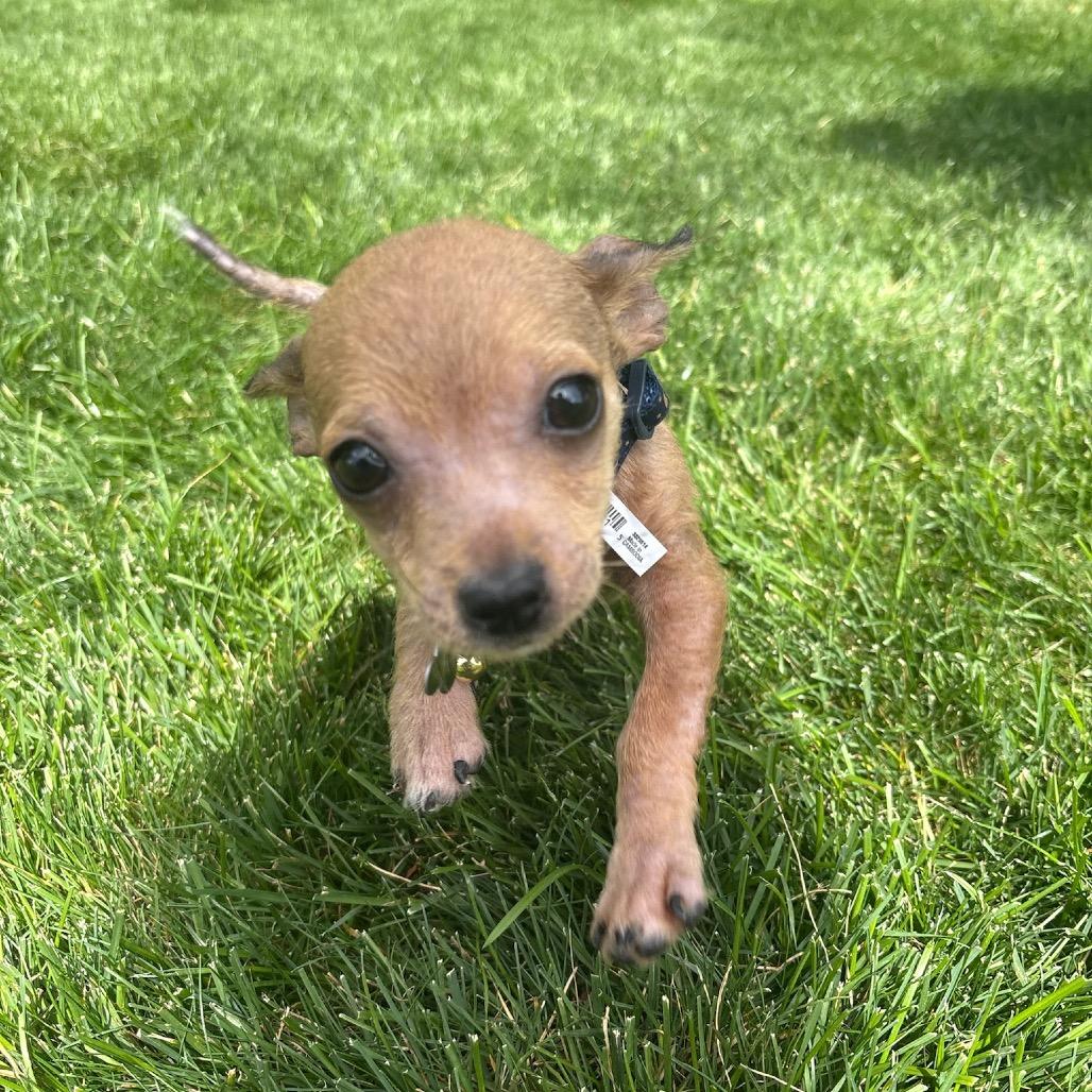 Enlarge Houston, a Adoptable mixed breed in Fort Collins, CO image 6/6