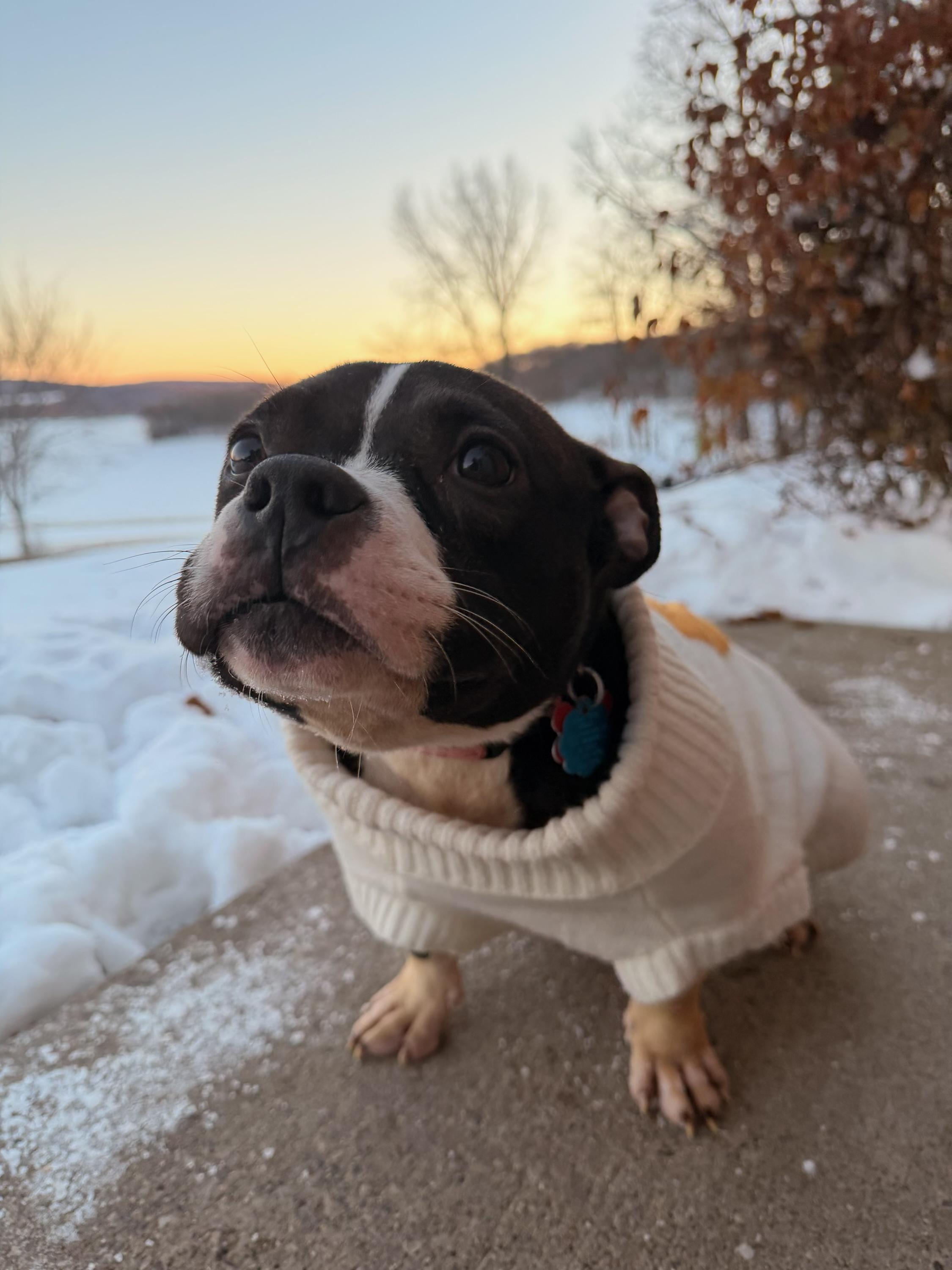 Cricket , ADOPTABLE, Puppy Female Bulldog.