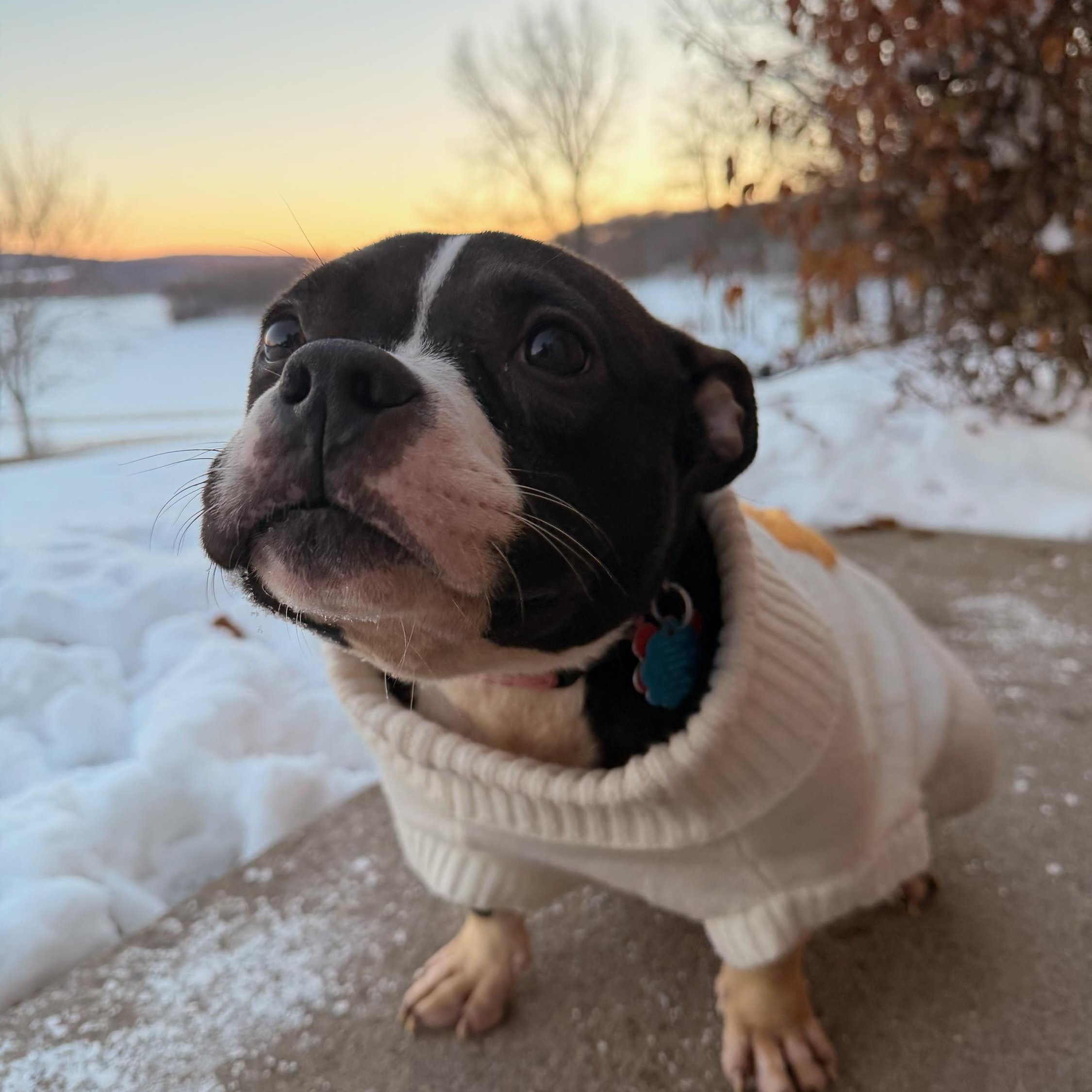 Enlarge Cricket , a ADOPTABLE mixed breed in North Freedom, WI image 1/1