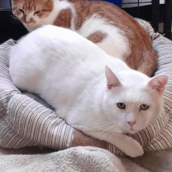 Enlarge Casper, a Adoptable Domestic Short Hair in Inwood, WV image 1/1