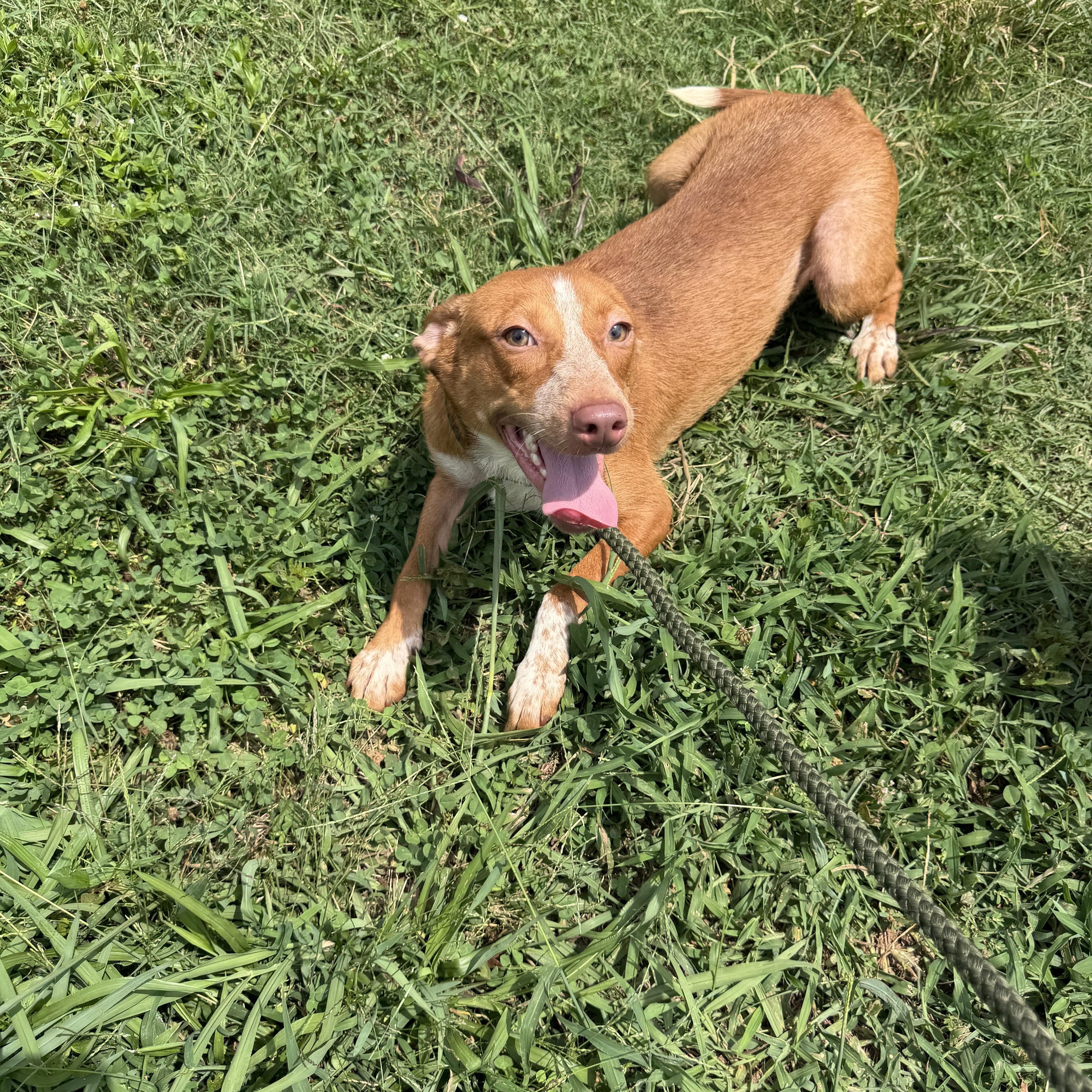 Enlarge Merle, an adopted mixed breed in Albemarle, NC image 2/4